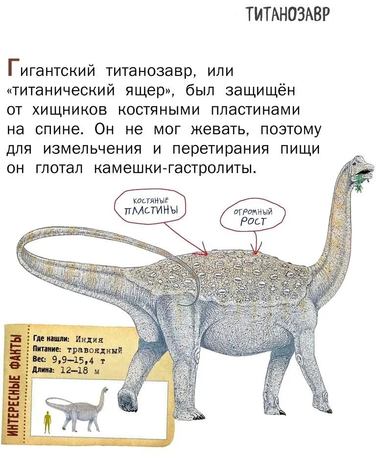 Вымерший гигант 9 букв сканворд. Титанозавр. Титанозавр размер с человеком. Динозавры травоядные титанозавр. Титанозавры самые крупные.