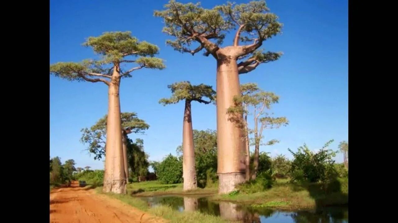 The strangest trees