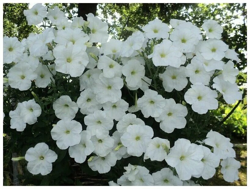 петуния ампельная лавина белая f1. петуния лавина. петуния ампельная avalanche (лавина). петуния ампельная лавина белая f1. петуния ампельная лавина белая f1.