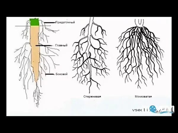 Типы корневых систем 6 класс биология.