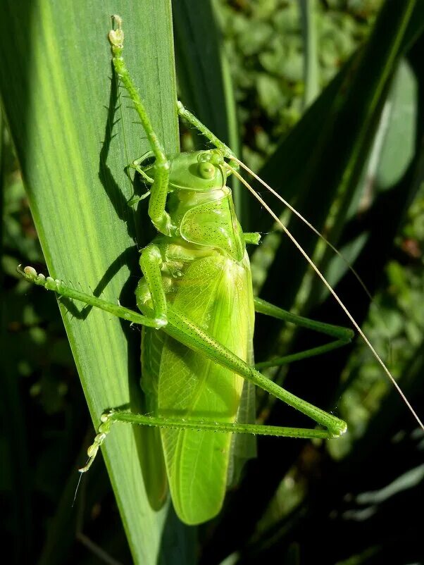 кузнечик хвостатый tettigonia caudata. капустница саранча. большой зеленый кузнечик. кузнечик тетигония зеленый. сверчки кузнечики саранча.