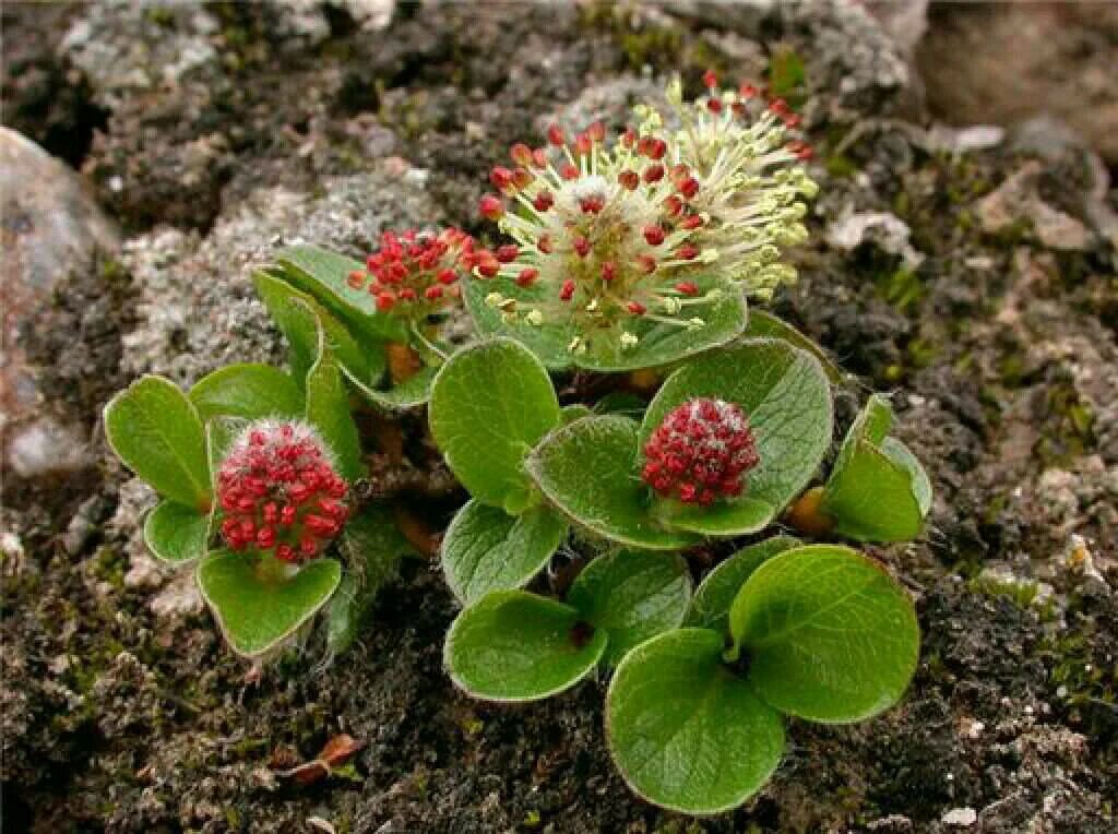 растения тундры низкорослые. береза карликовая стланик. растения тундры карликовая береза. карликовая ива в тундре. растительность тундры карликовая береза.