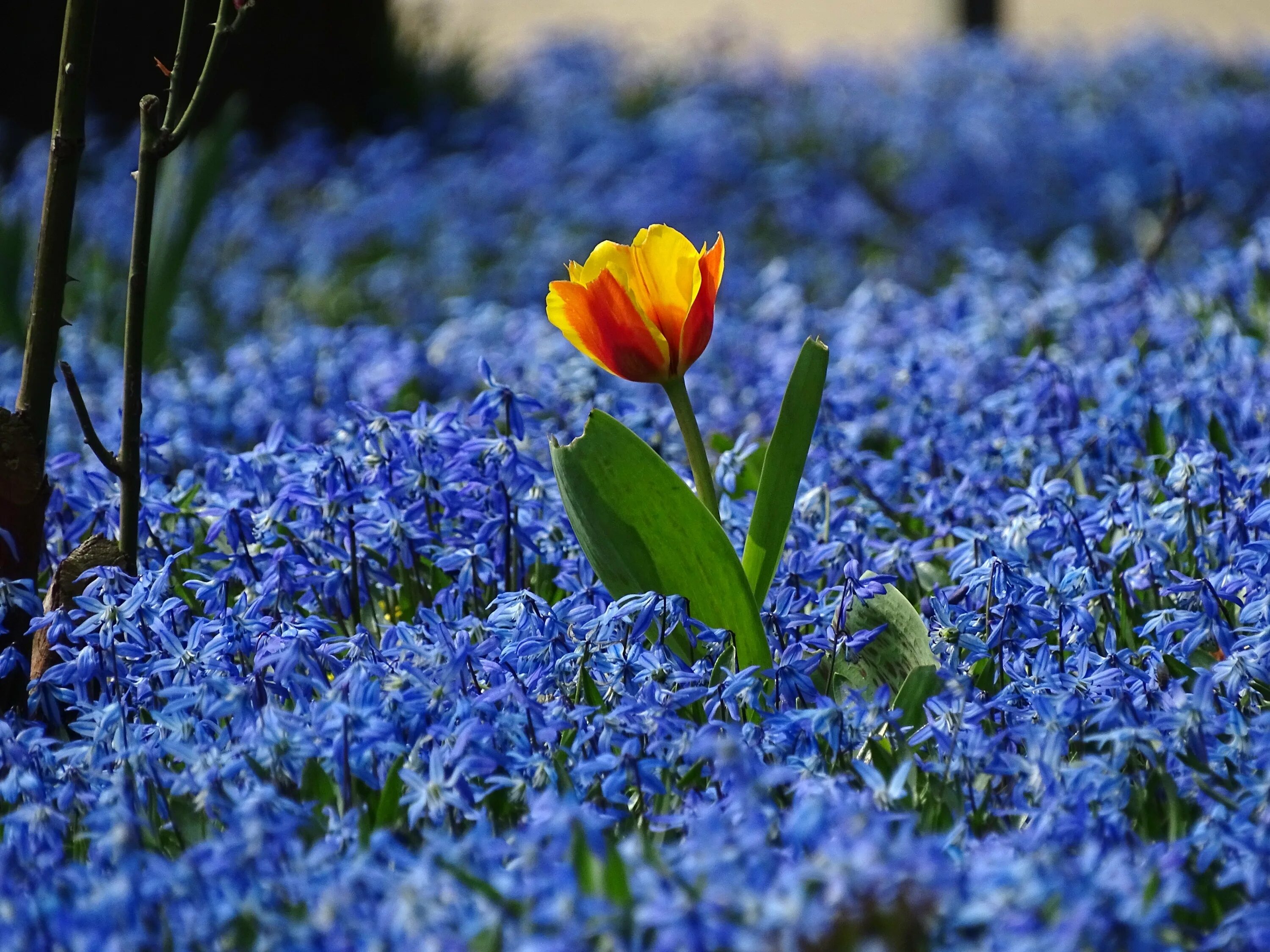 Ранние полевые цветы. Весенние цветы подснежники тюльпаны пролески. Голубые пролески. Пролески пейзаж. Пролески желтые цветы.