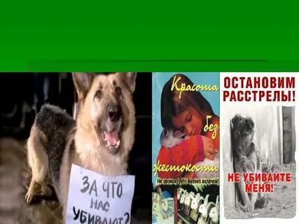 Напиши почему важно беречь и защищать животных