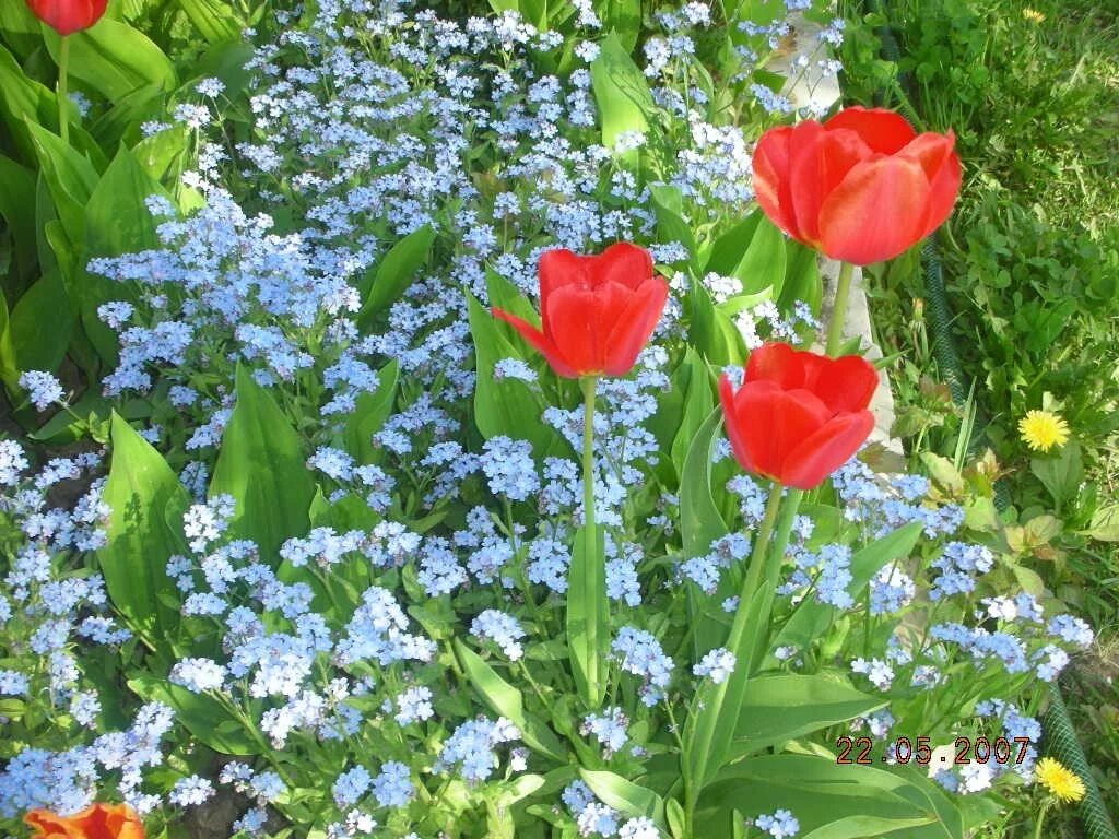 Незабудка на клумбе. Незабудка Мон ами. Незабудки в цветнике. Тюльпаны и незабудки на клумбе.