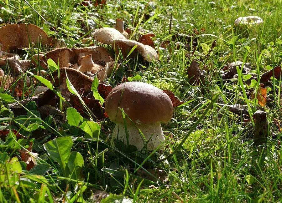Посеять грибы. Белый гриб. Грибы на дачном участке. Белые грибы на участке. Грибы растут.