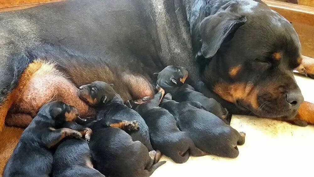 Собаки рождаются слепыми. Щенки ротвейлера Новорожденные. Ротвейлер щенок новорожденный. Щенки новорожденных ротвейлеров. Новорождённые щенята ратфелера.