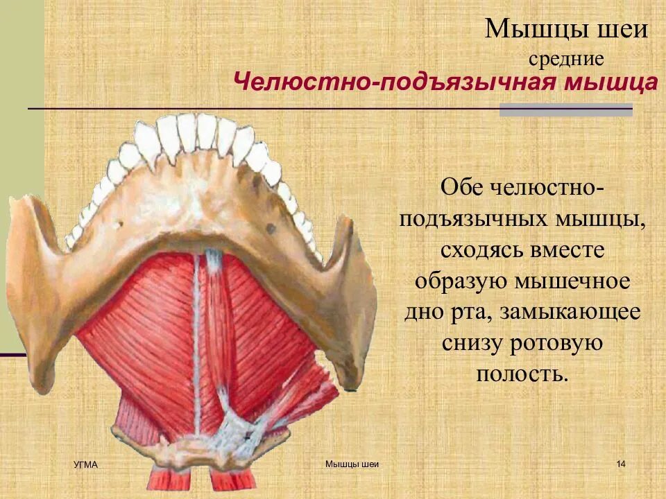 Челюстно подъязычная мышца шеи функции. Мышцы дна полости рта анатомия. Честно подъязычные мышцы. Челюстно подьязысная мвшцп. Диафрагма черепа