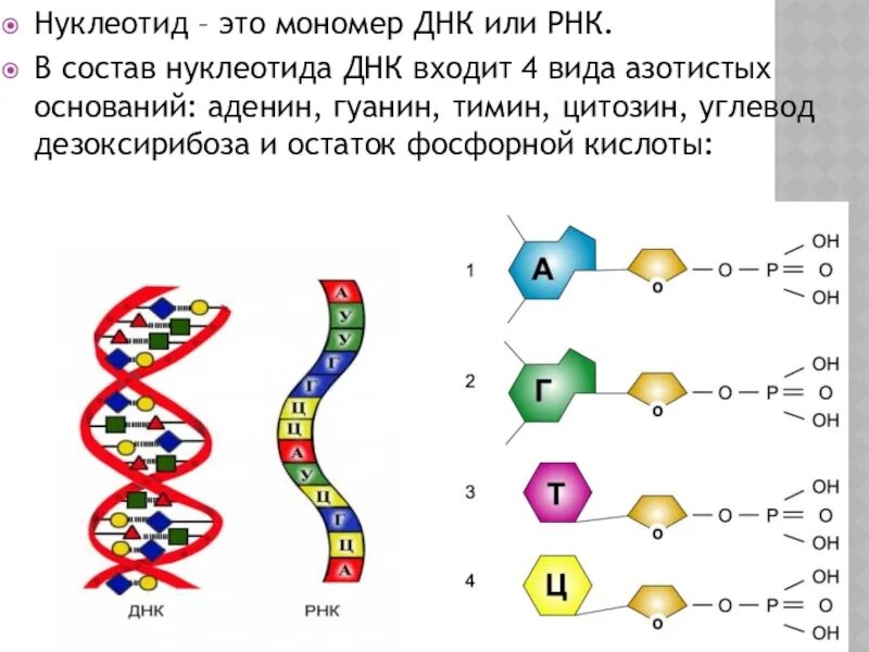 Ген это фрагмент молекулы. Схема строения нуклеотида ДНК И РНК. Структура нуклеотида ДНК И РНК. Структура нуклеотида ДНК. Структура нуклеотида схема ДНК.