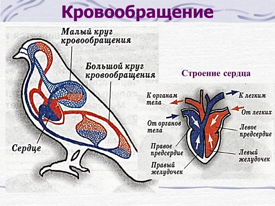 Схема кровообращения птиц. Строение сердца и кровеносной системы птиц. Схема строения кровеносной системы птиц. Строение малого круга кровообращения у птиц. Строение кровеносной системы голубя.