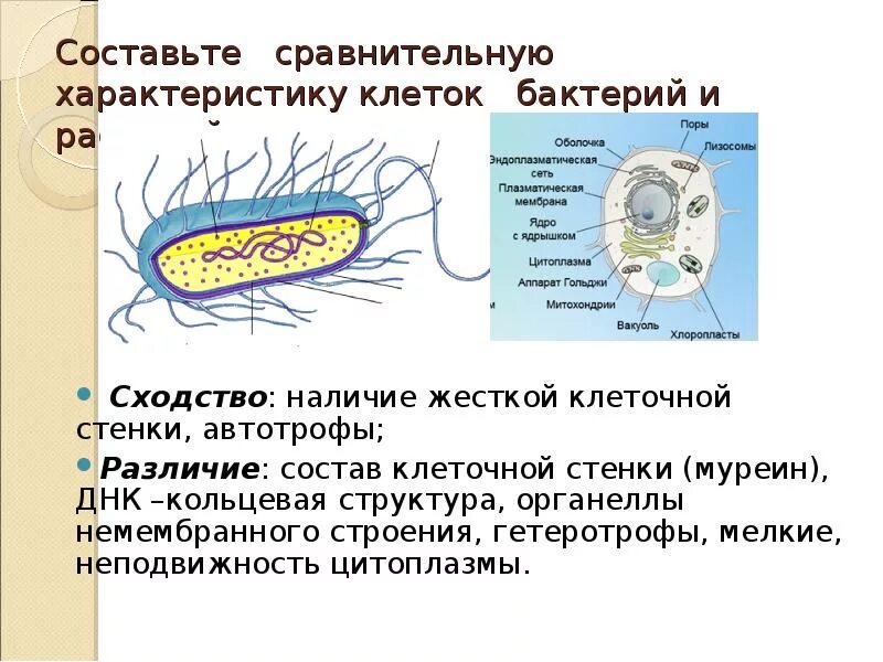 Бактерии гетеротрофы строение. Клеточные стенки прокариот муреин. Составьте сравнительную характеристику клеток бактерий и растений. Гетеротрофная клетка.