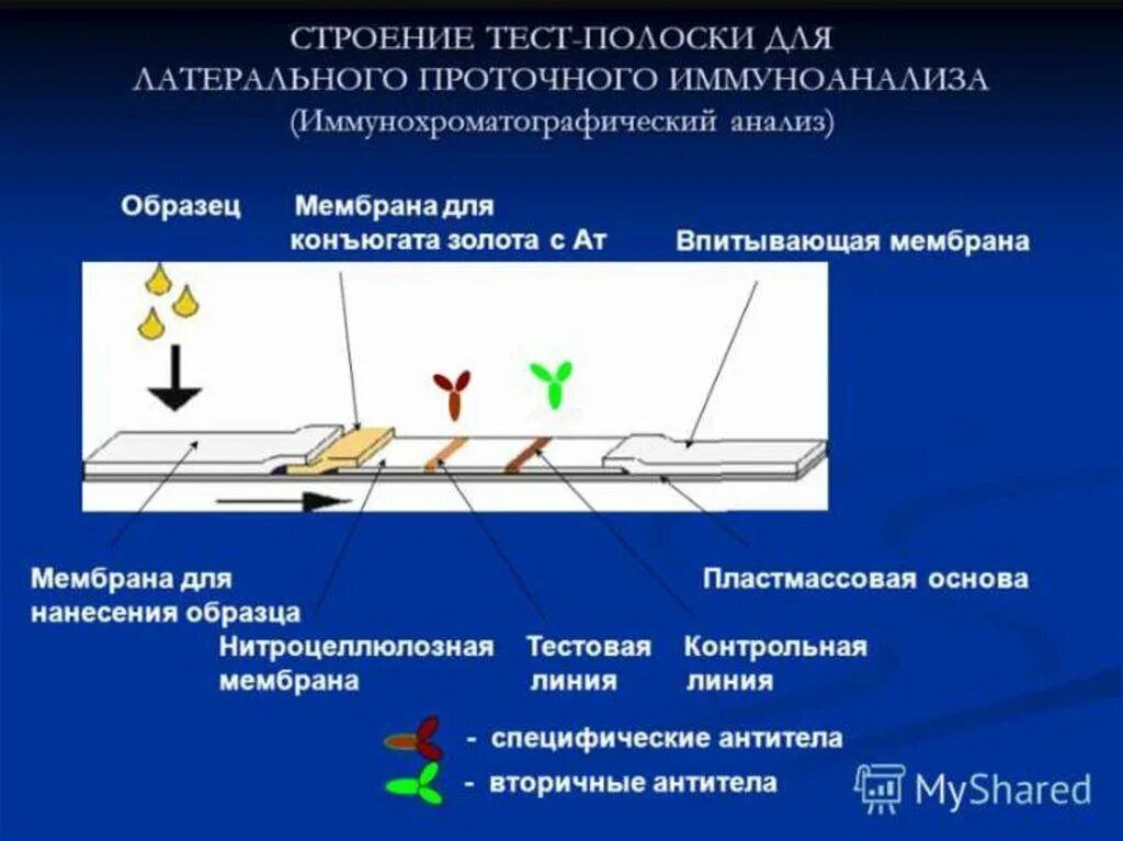 Иммунохроматографический тест мочи. Тест полоски иммунохроматографический метод. Иммунохроматографический экспресс-метод. Анализ методом иммунохроматографии. Метод иммунохроматографии экспресс тест.