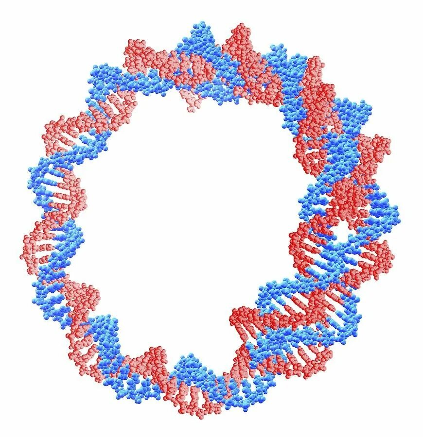 Форма кольцевой днк. Кольцевидная молекула ДНК. Кольцевая молекула ДНК бактерий. Кольцевой двухцепочечной молекуле ДНК. Линейная и Кольцевая молекула ДНК.