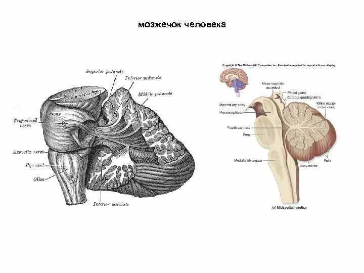 Функции мозжечка человека. Функции мозжечка человека