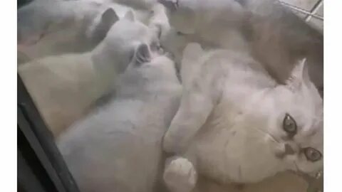 Кошка осталась