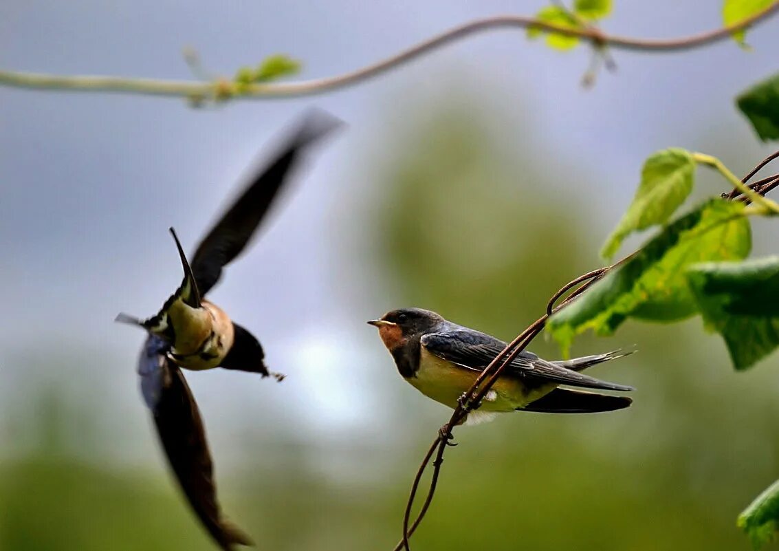 два соловья. птицы весной. ласточка весной. щебечат. природа птицы.