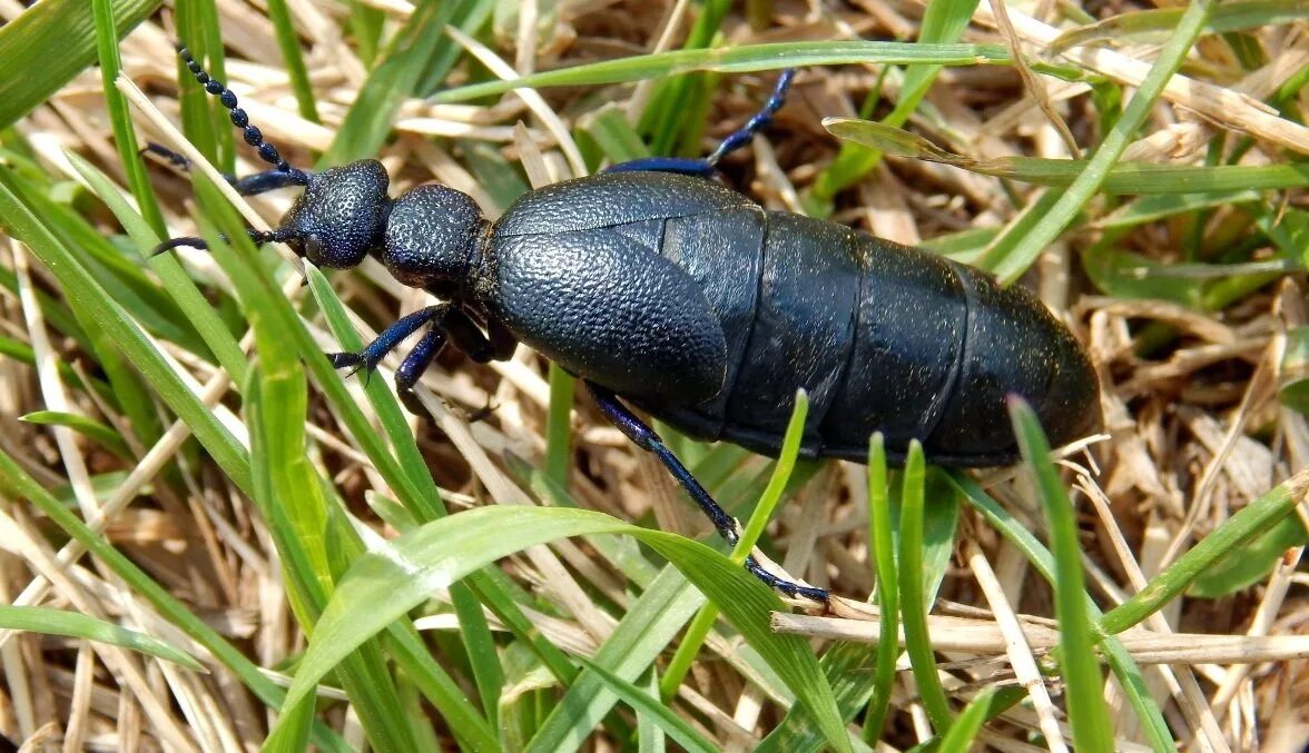 жук майка ядовитый. жук нарывник черный. шпанка жук. жук нарывник черный. голубой жук нарывник.