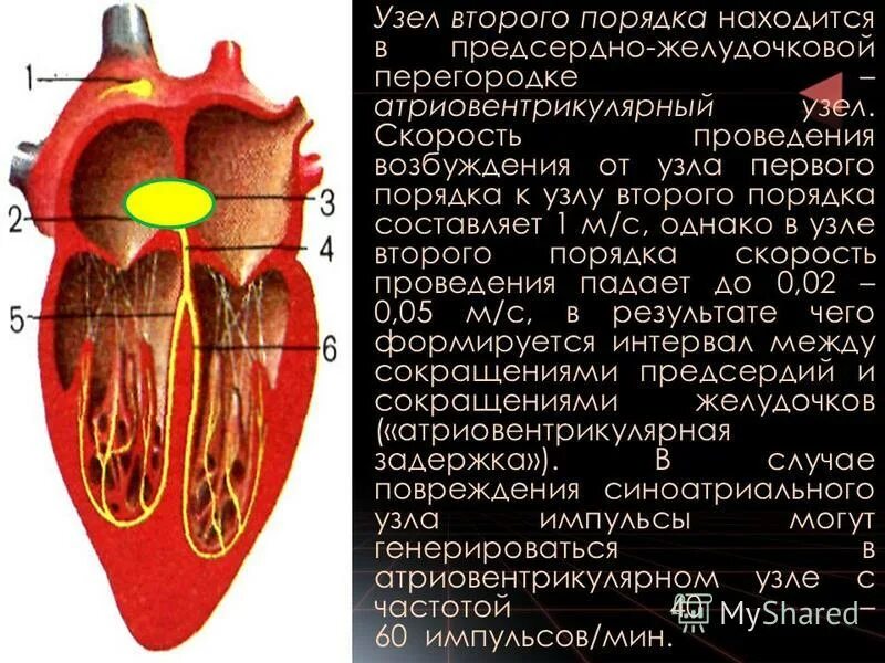 узлы второго порядка вегетативной нервной системы. паравертебральные симпатические ганглии расположены. изучите строение проводящей системы сердца. проводящая система сердца автоматия. узлы 1 и 2 порядка.