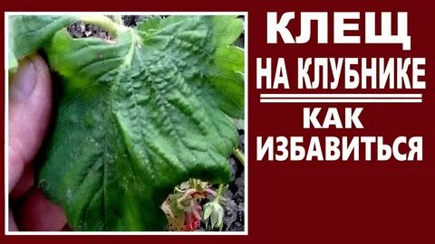 Препараты от клеща на клубнике