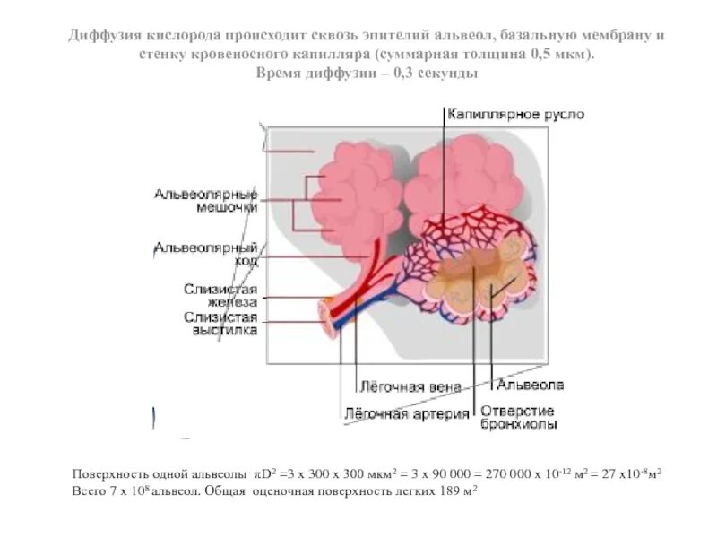 Какой процесс происходит в альвеолах