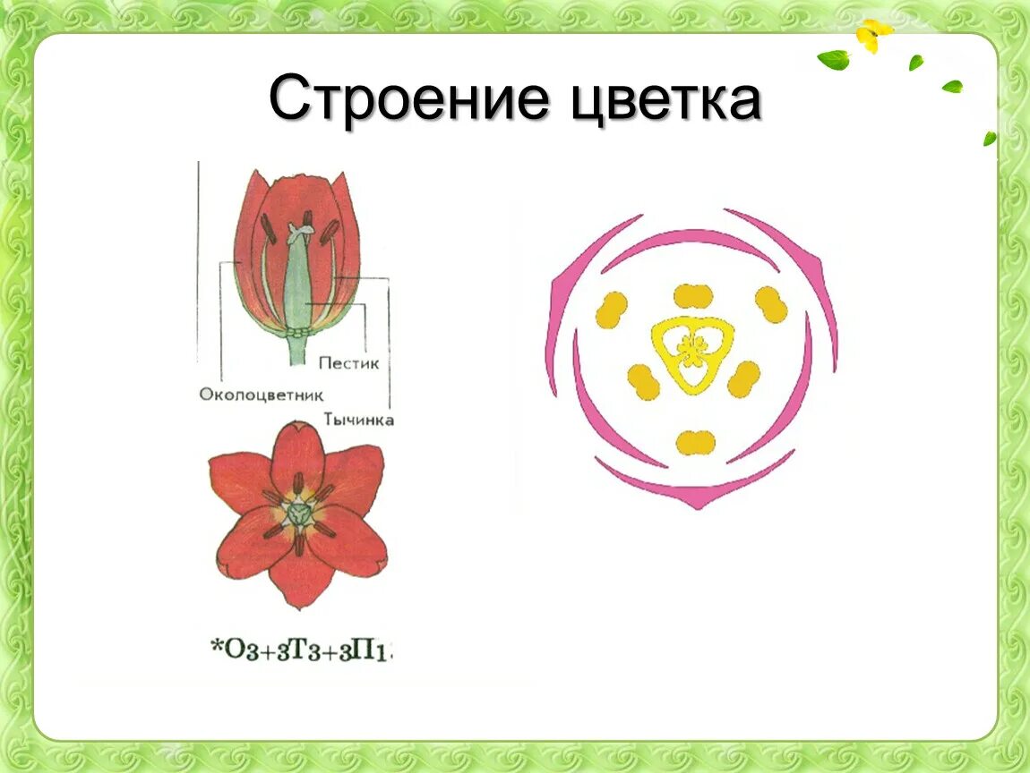 Какая формула цветка лилейных. Диаграмма цветка однодольных Лилейные. Диаграмма семейства лилейных. Семейство Лилейные строение цветка. Семейство Лилейные строение цветка формула.