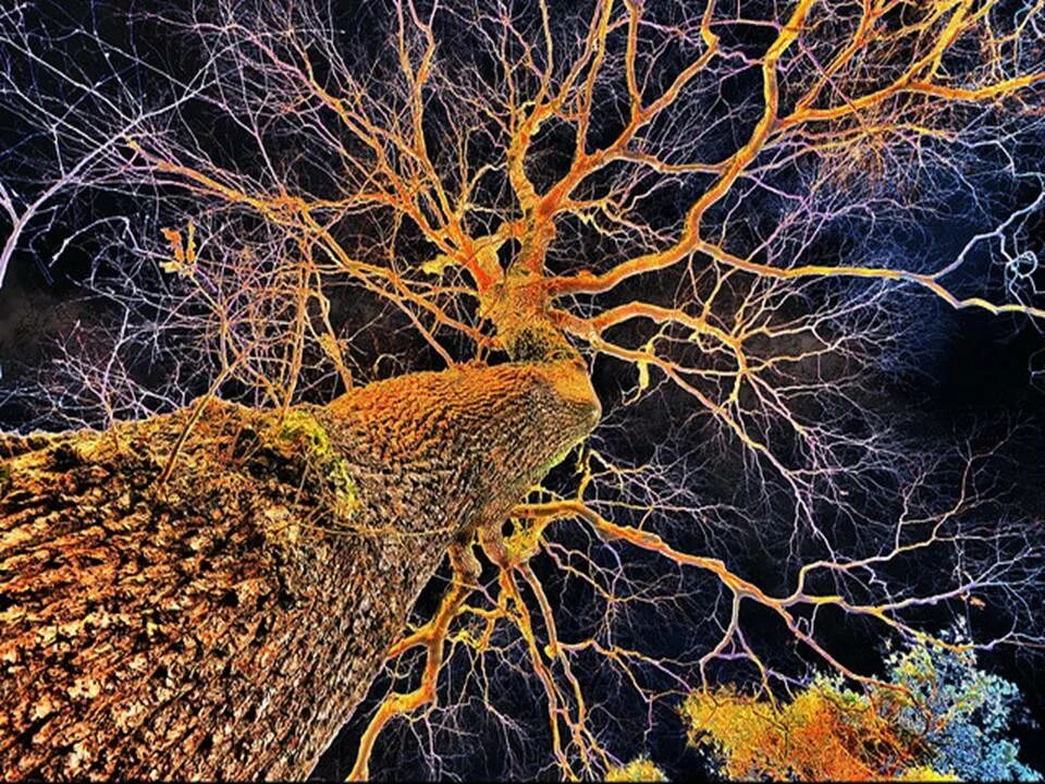 Глиальные клетки нервной ткани. Нейронное дерево. Нейронное дерево. Нейроны. Разрушенные нервные клетки.