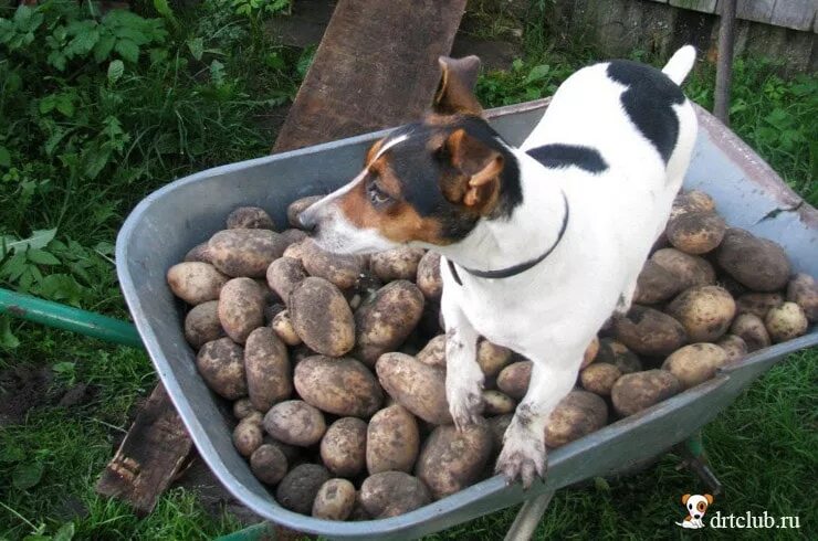 Щенок картошка. Собака картофелина. Пёс картошка. Овощи для собак.