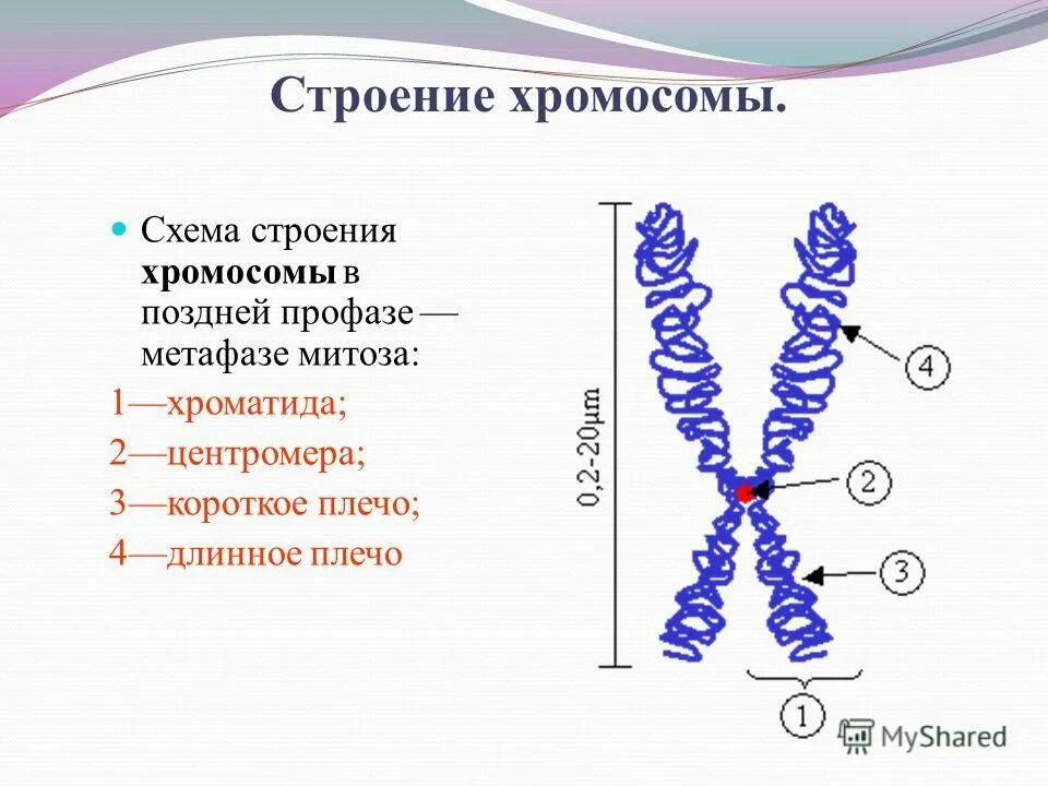 Хроматид в ядре. Схема строения хромосомы в поздней профазе метафазе митоза. Структура клетки хромосомы. Схема строения метафазной хромосомы. Строение хромосомы рисунок.