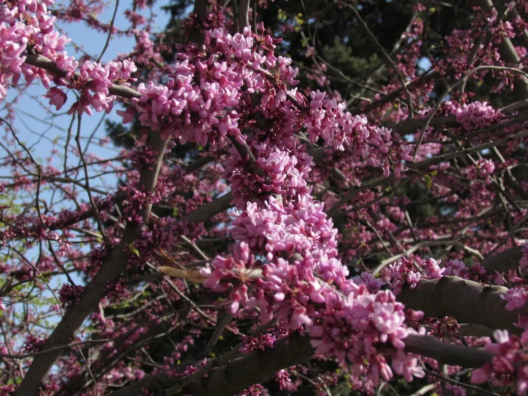 Aniba rosaeodora. Масло розового дерева. Эфирное масло розового дерева. Розовое дерево магические свойства.