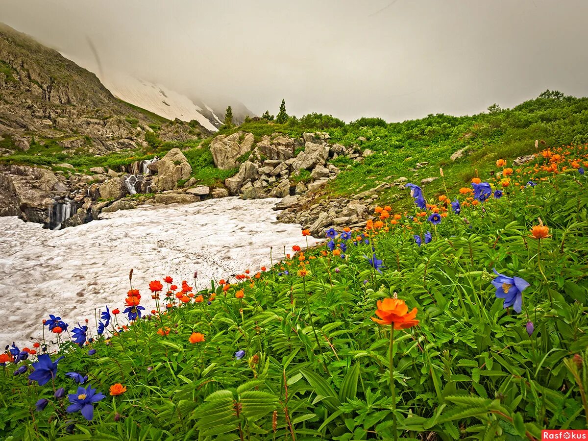 Погода в горном алтае в апреле. Горная Шория Алтай. Весенний горный Алтай. Горная Шория цветы.