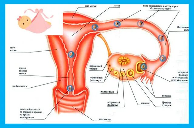 Движение яйцеклетки по маточной трубе. Выход яйцеклетки из яичника. Яичники у женщин схема. Яйцеклетка в матке.