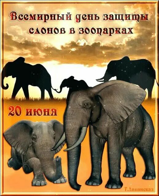 Слоны защищаются. Всемирный день защиты слонов. Всемирный день слона картинки. День слонов 30 ноября. Праздник всемирный день слонов.