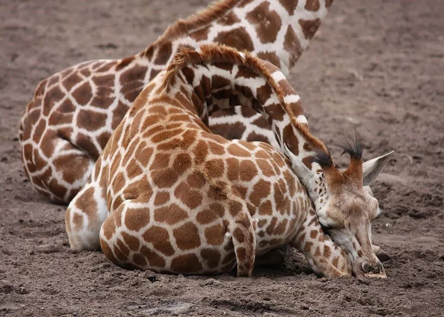 Сколько спят жирафы. Спящий Жираф. Жирафы спят. Жираф лежит.