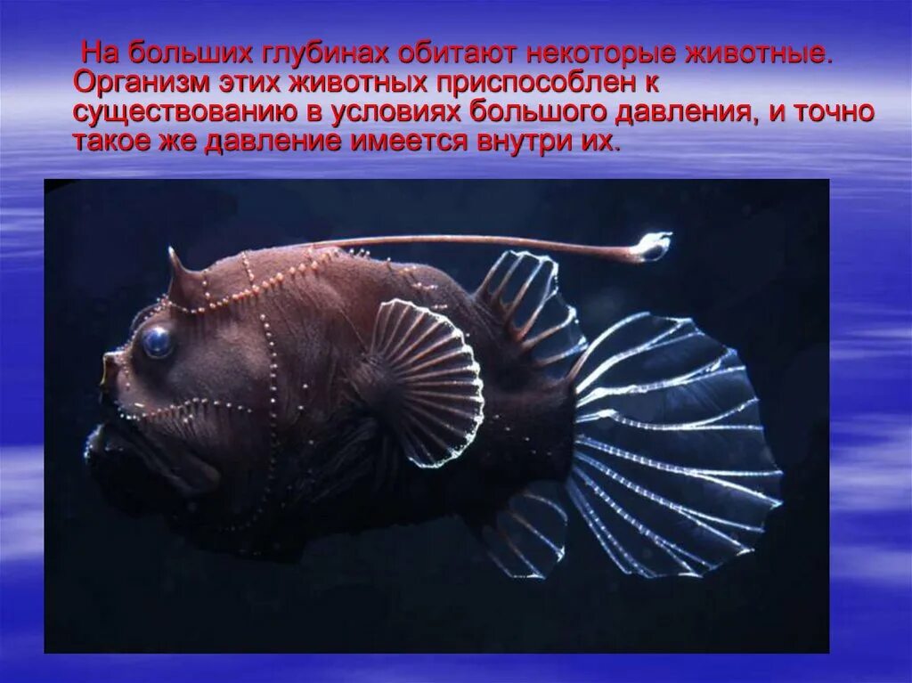 Длиннорогий саблезуб. Морской чёрт удильщик. Рыба гимантолоф удильщик. Страшные рыбы на дне океана. Глубоководные рыбы монстры марианской впадины.