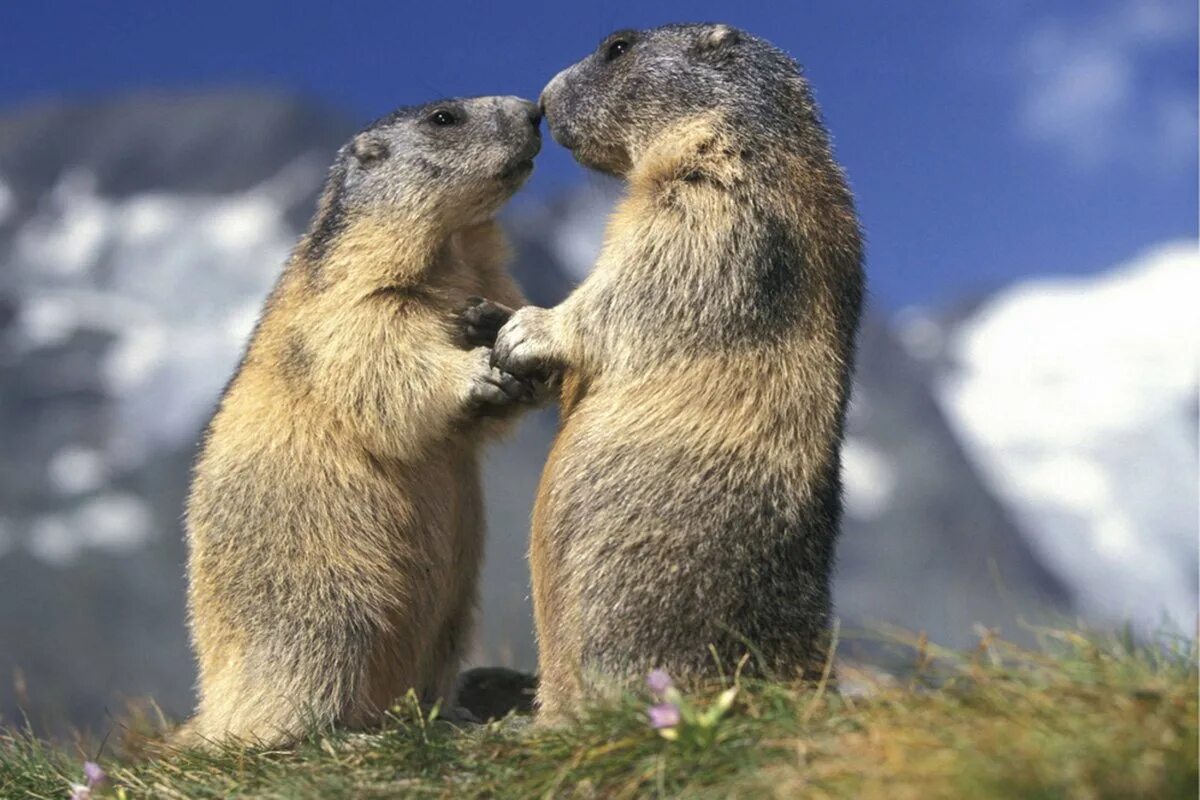 Суслик и сурок луговая собачка. Байбак луговая собачка. Байбак луговая собачка. Луговая собачка гуннисона. Сурок суслик луговая собачка отличия.