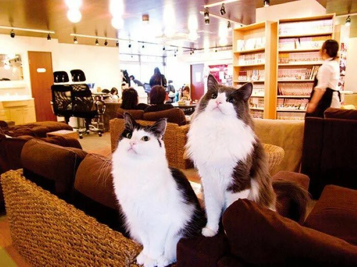 Котики и люди. Котики и люди кафе в москве. кафе котики и люди на гиляровского. котокафе на маяковской. москва кафе с живыми кошками.