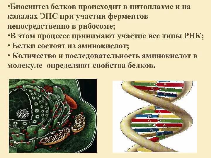 Эпс участвует в синтезе белков. Участие в синтезе белков. ЭПС Биосинтез белка. Биосинтез белка ЭПС участие в синтезе белков. Синтез белков происходит в.