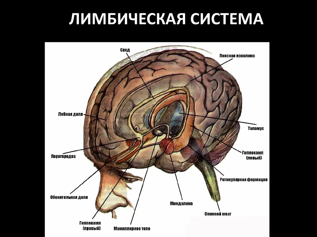 3 слоя мозга. Лимбическая система головного мозга схема. Корковые отделы лимбической системы. Гиппокамп лимбическая система. Лимбическая система мозга структура и функции.