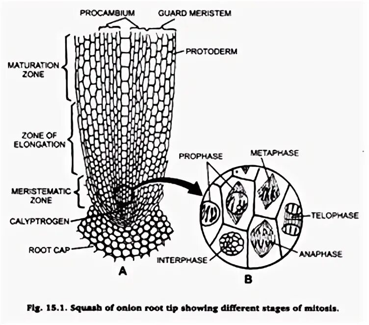 Root tip