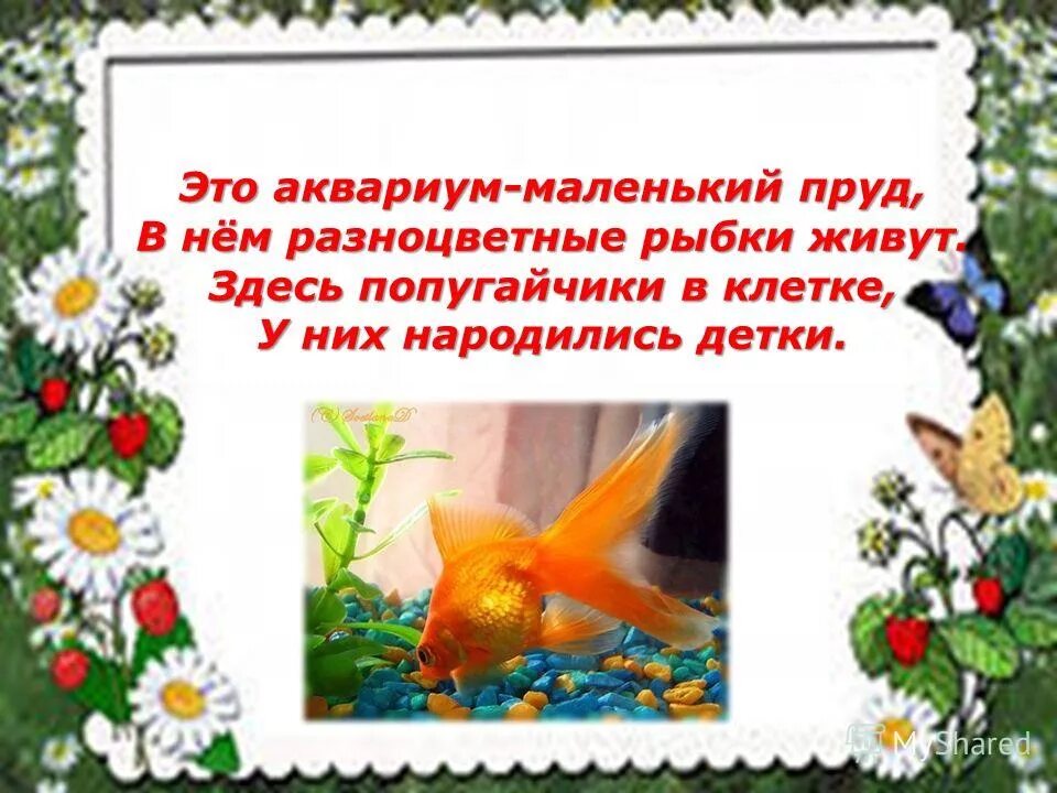 Это аквариум маленький пруд в нем разноцветные. Это аквариум маленький пруд в нем разноцветные рыбки живут. Это аквариум маленький пруд в нем разноцветные рыбки живут Автор. Это аквариум маленький пруд в нем разноцветные рыбки живут стих Автор. Рыба живи живи текст