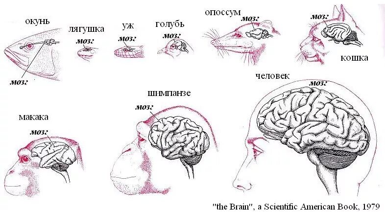 Эволюция размера мозга. Размер мозга человека. Размеры мозга животных.