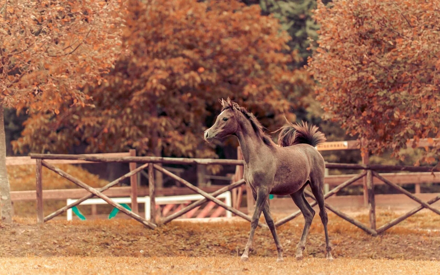 Horses fall. Лошадь осень. Фон лошади. Картинки лошадей. Обои на рабочий стол лошади.