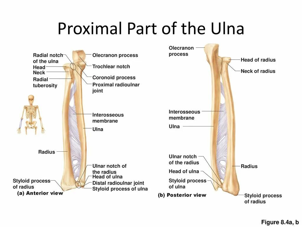 Radius script. Ulna анатомия. radius styloid process. proximal radius.