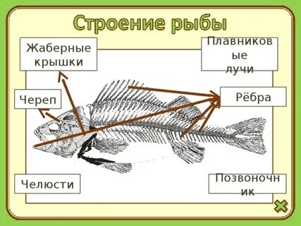 Лучи плавников рыб