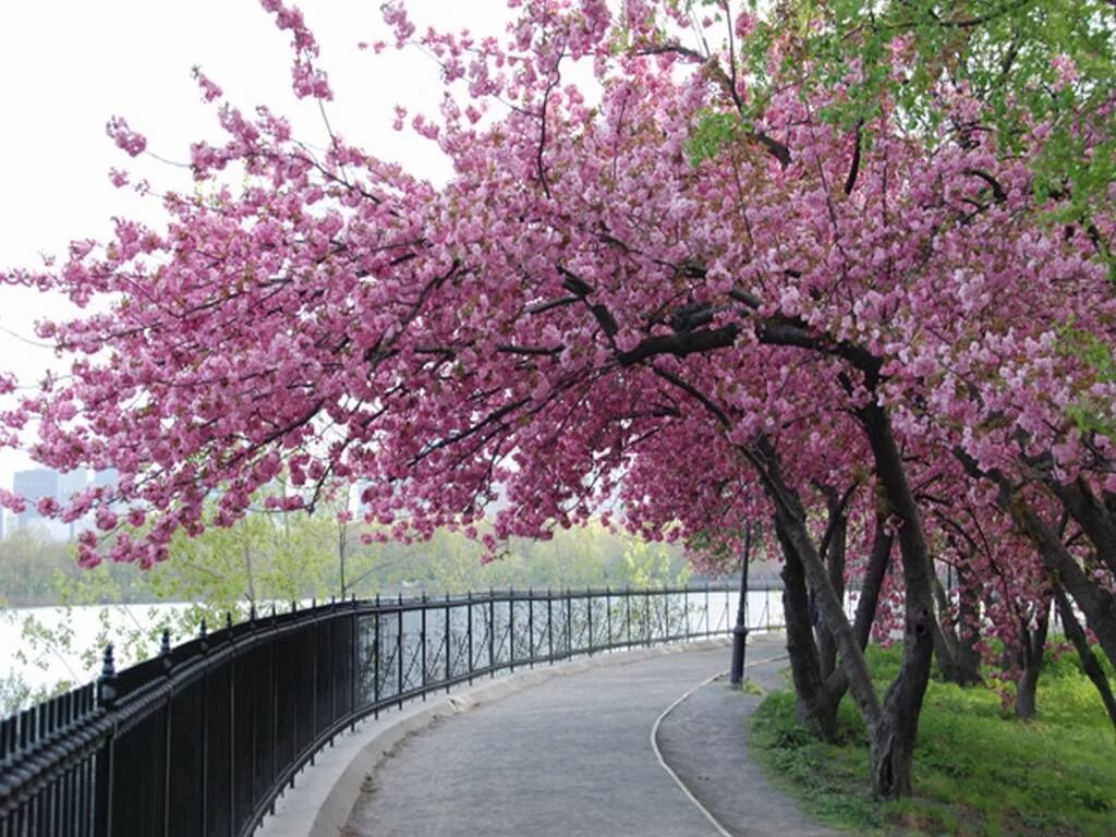 Черри блоссом дерево. Сакура черри блоссом дерево. Pink черри блоссом дерево деревья парк. Сакура цветет.