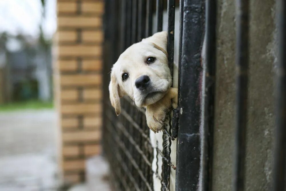 Animal shelter dogs. Ретривер в приюте. dog shelter. приют собак лабрадоров ?. лабрадор в лесу.
