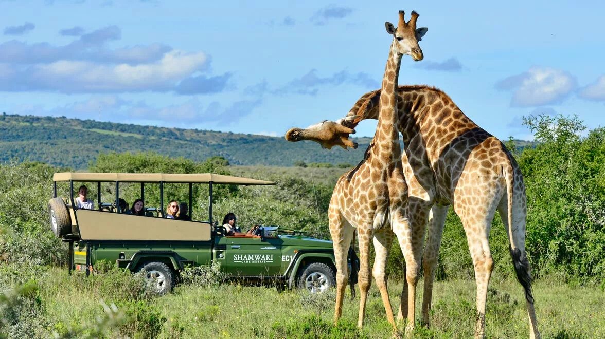 Wildlife holidays. ЮАР сафари. Джип сафари Кения. Джип сафари Танзания. Кейптаун сафари.