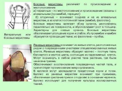 К латеральным меристемам относятся