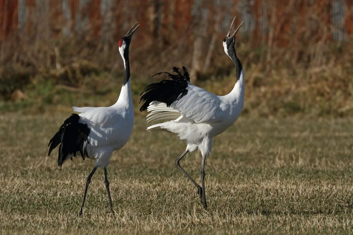 Японский Уссурийский журавль. Японский (Уссурийский) журавль Grus japonensis. Маньчжурский красноголовый журавль. Даурский заповедник японский журавль.