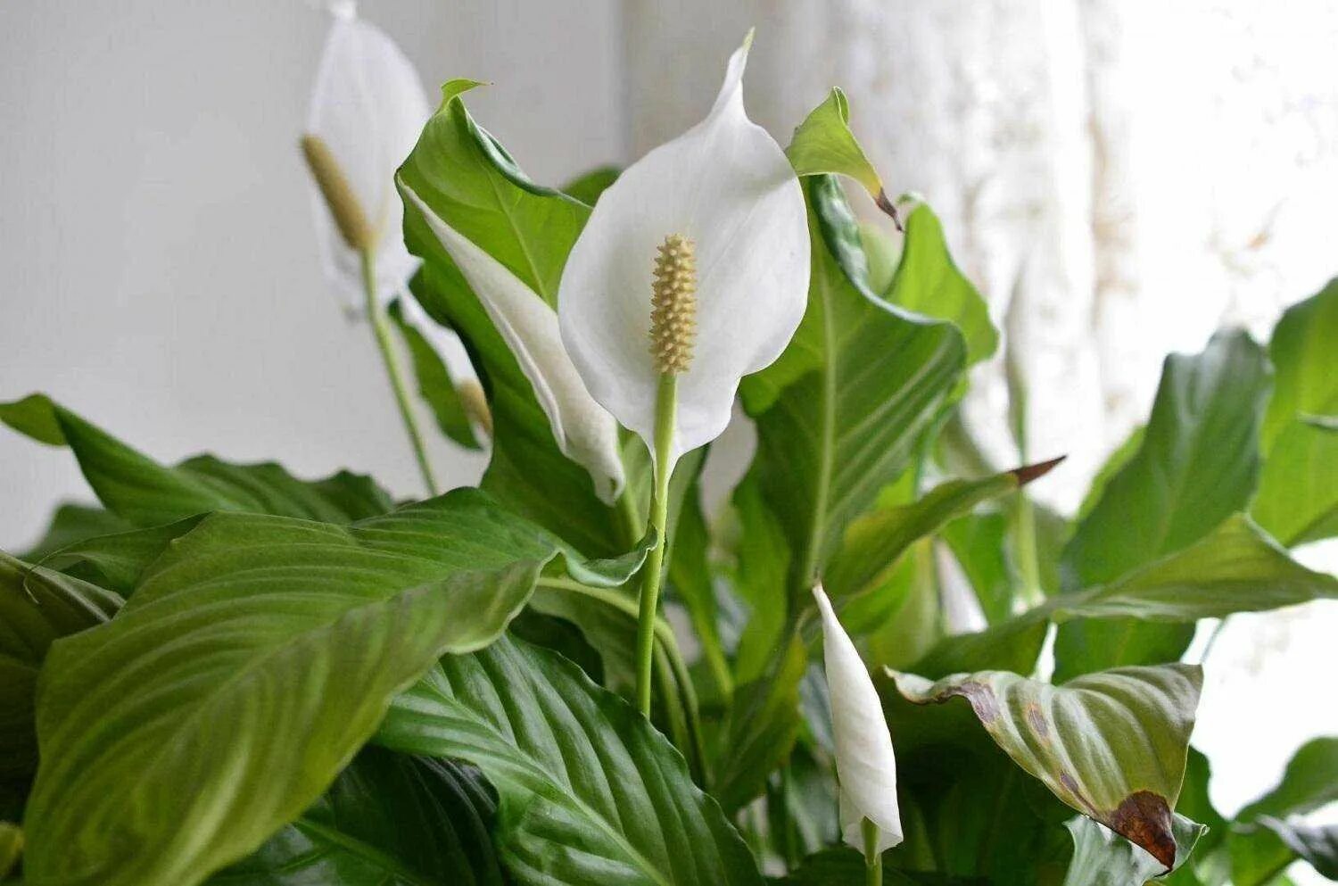 Цветок счастья звезда. Спатифиллум (Peace Lily). Спатифиллум (Spathiphyllum). Спатифиллум Дели. Спатифиллум Беллини.